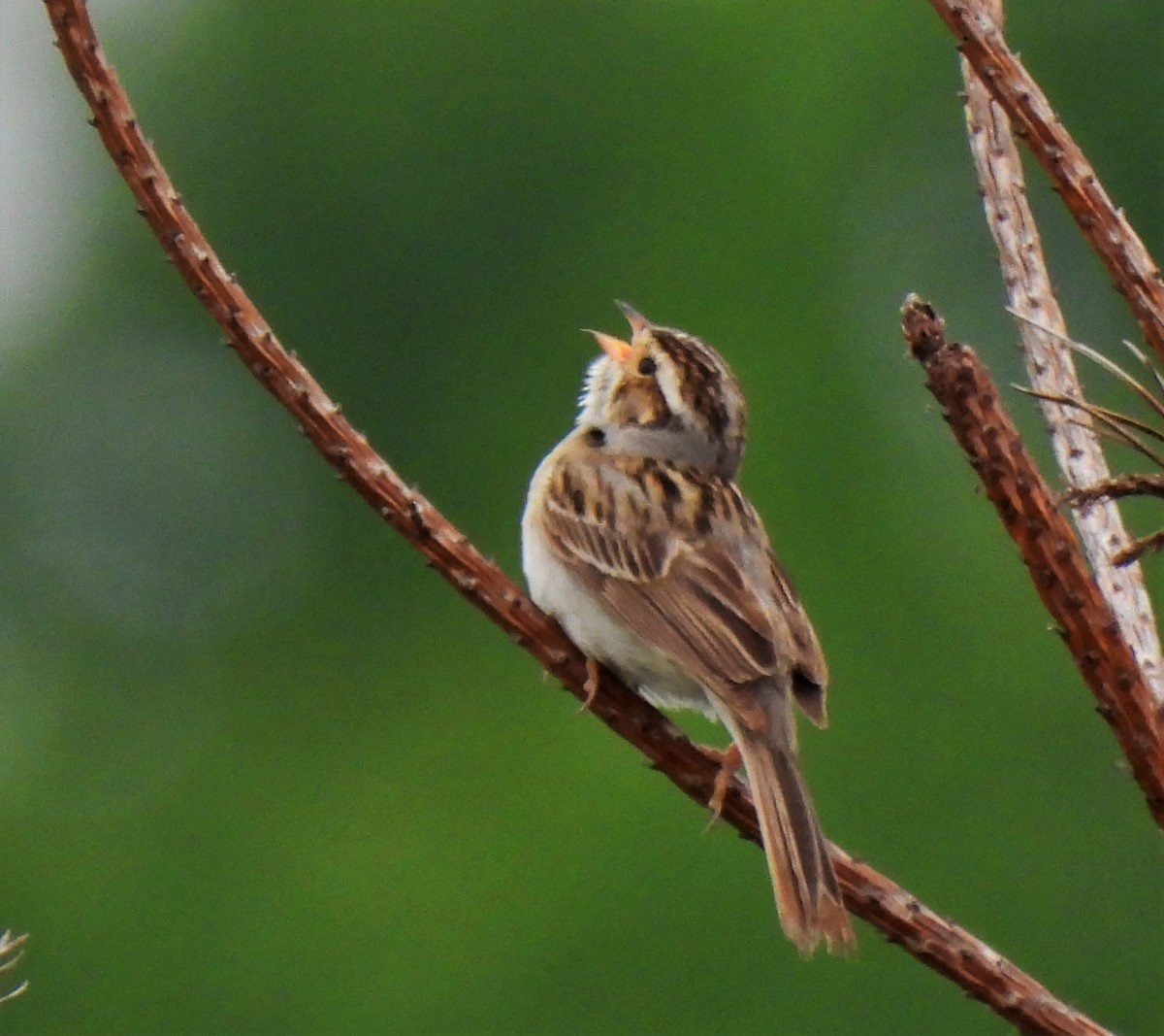 Clay-colored Sparrow - ML348011211