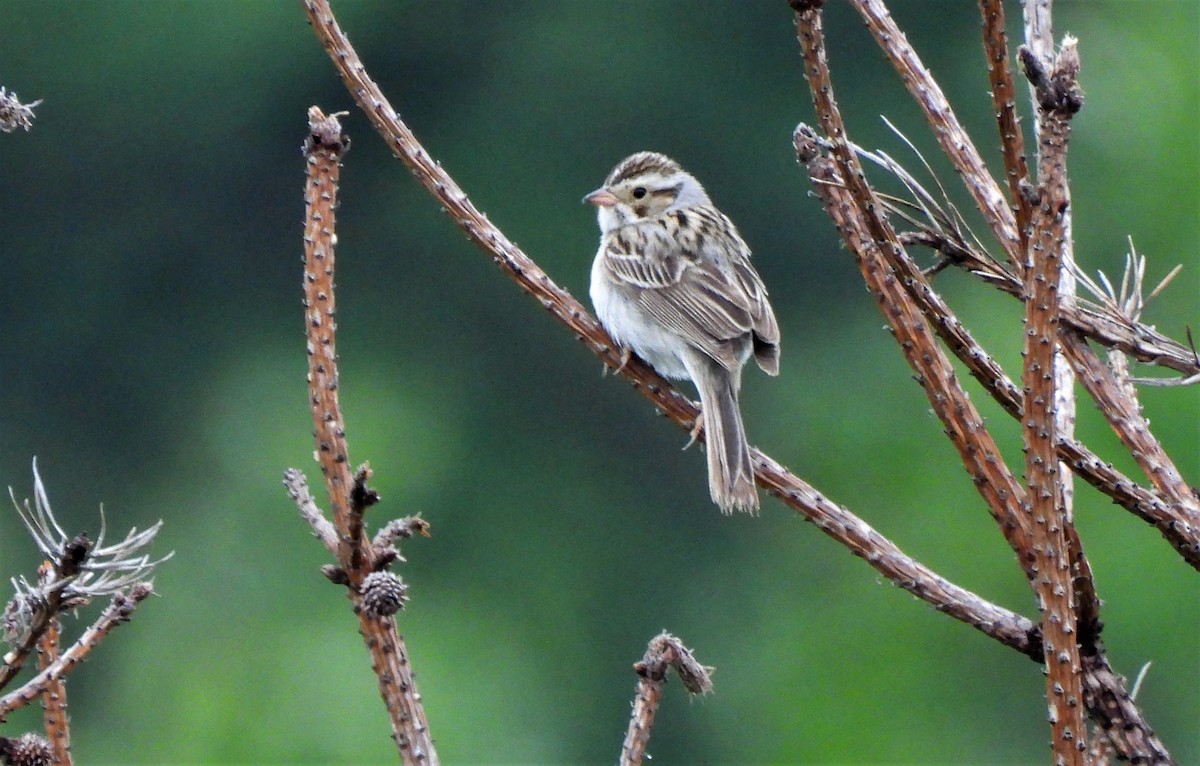 Clay-colored Sparrow - ML348011281
