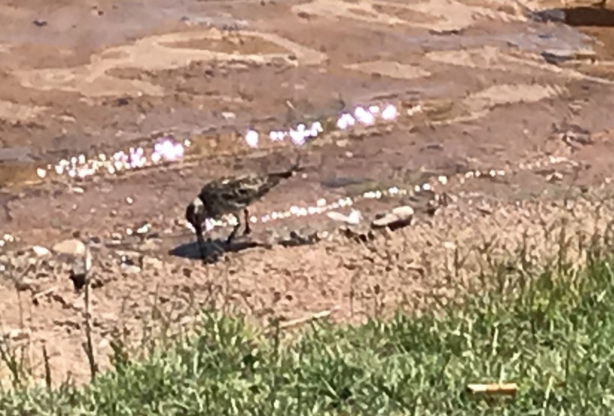 White-rumped Sandpiper - ML348013121