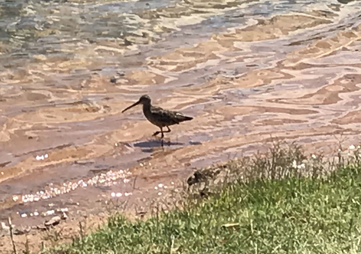 Long-billed Dowitcher - ML348013141
