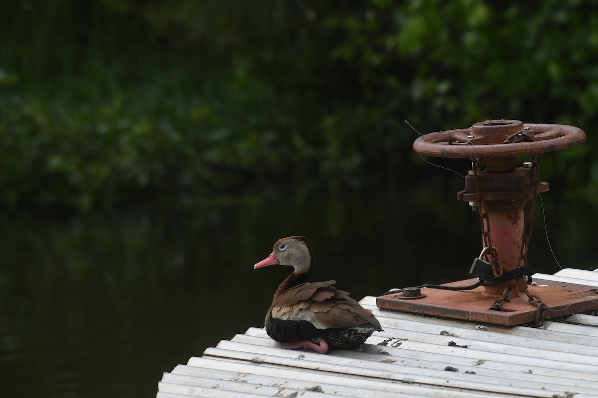 Black-bellied Whistling-Duck - Jack Esworthy IV