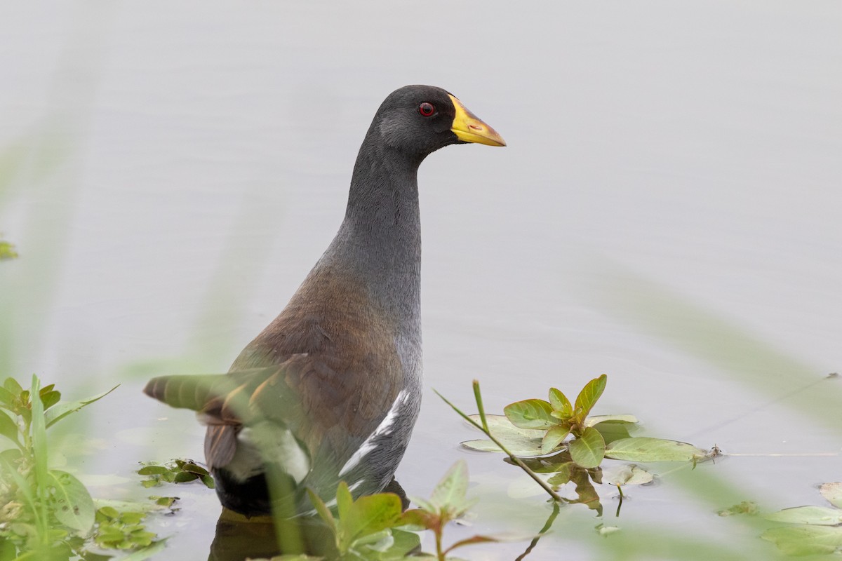 Gallinule africaine - ML348014481