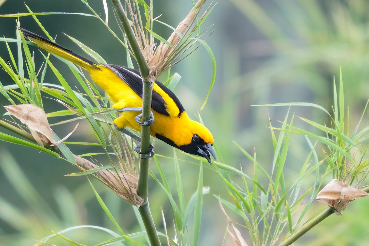 Yellow-tailed Oriole - ML348015411
