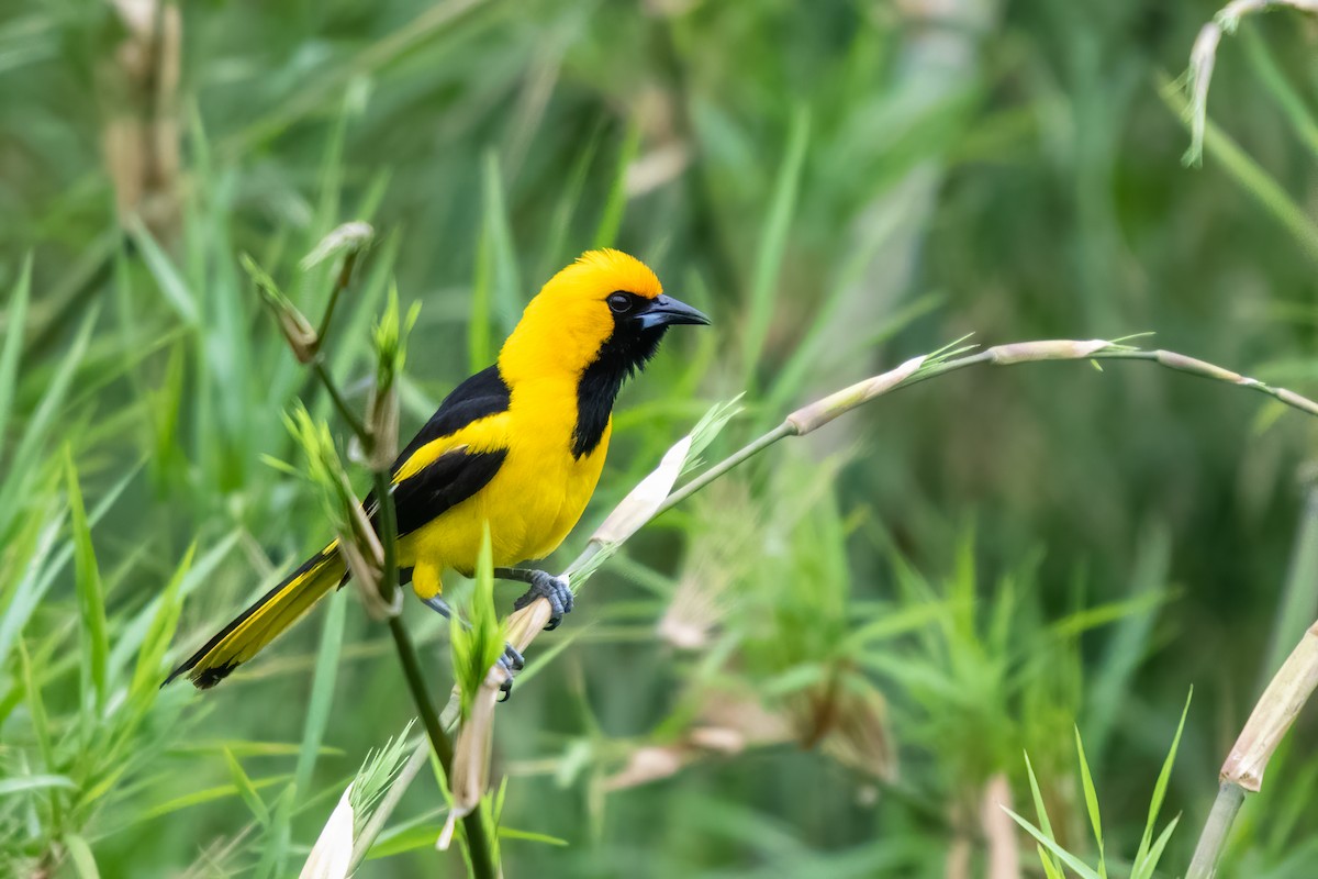 Yellow-tailed Oriole - ML348015431