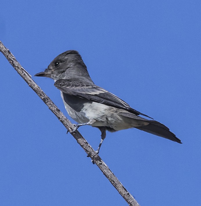 Olive-sided Flycatcher - ML34801891