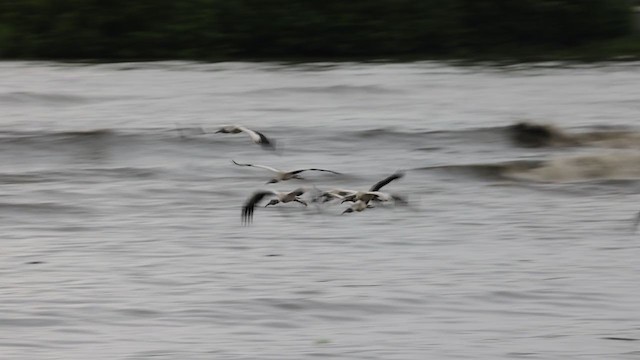 Wood Stork - ML348019601