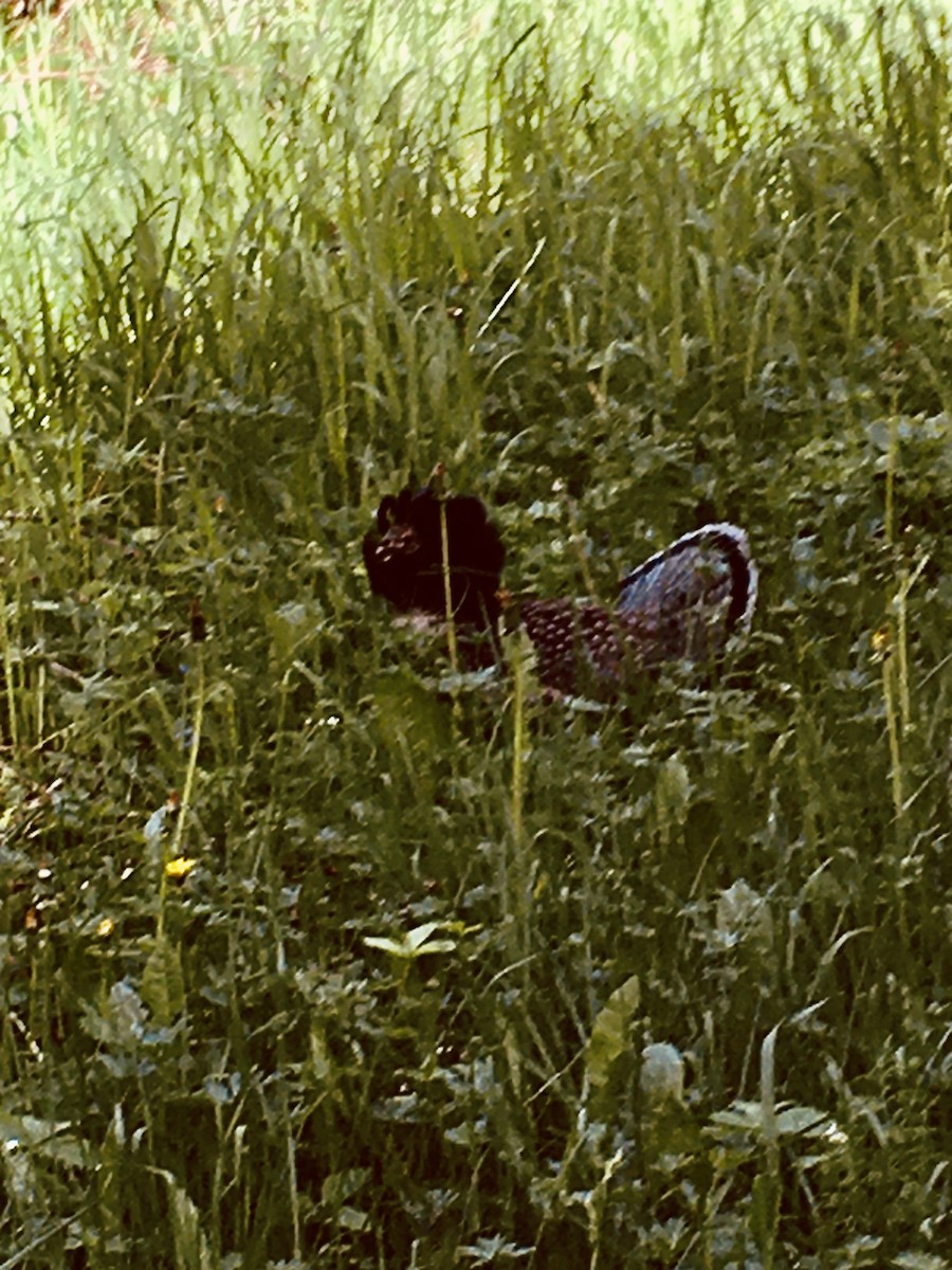 Ruffed Grouse - Louise Laperrière