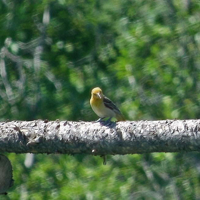 Bullock's Oriole - ML348021331