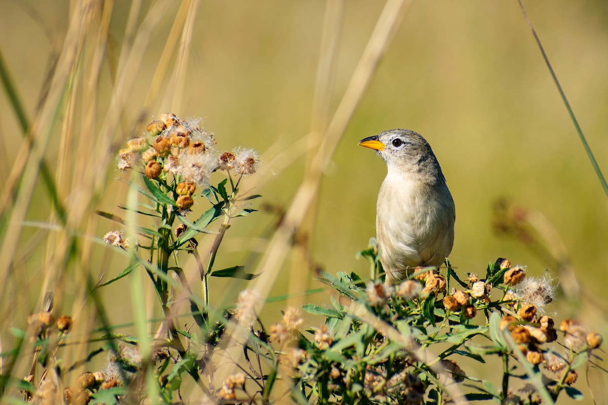 Wedge-tailed Grass-Finch - Leandro Bareiro Guiñazú