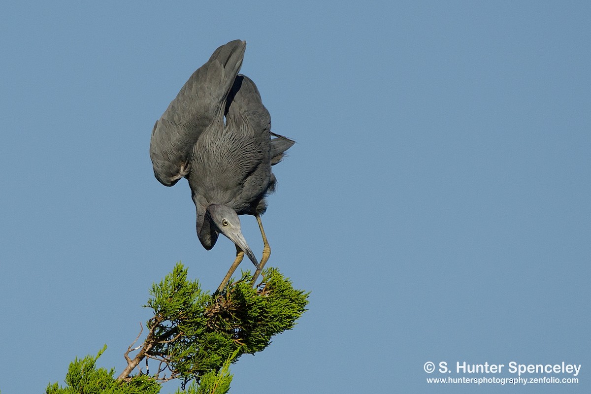 Little Blue Heron - ML34802481