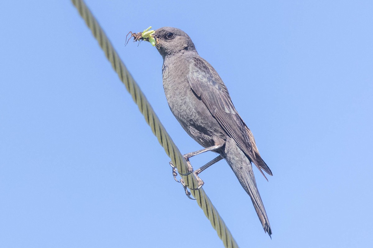 Brewer's Blackbird - ML348026361