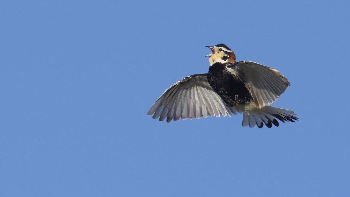 Chestnut-collared Longspur - Marky Mutchler
