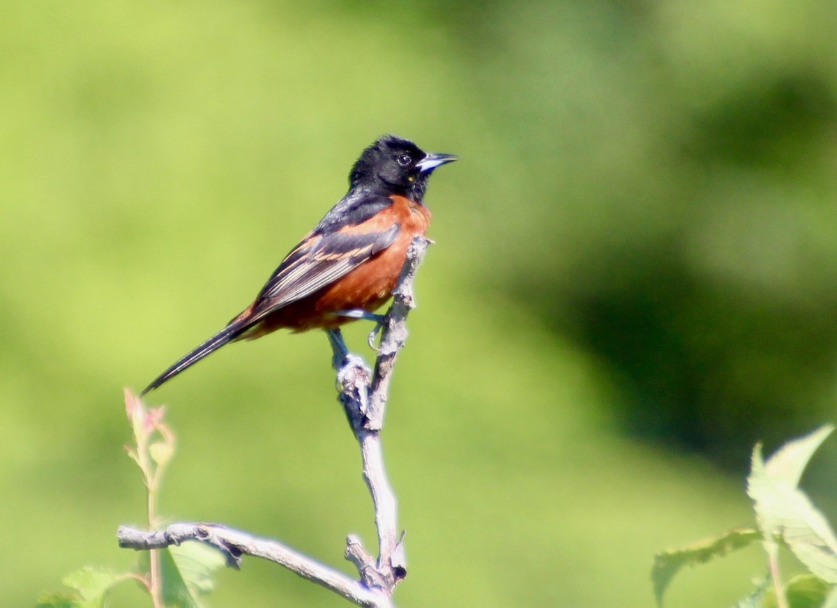 Orchard Oriole - ML348026971