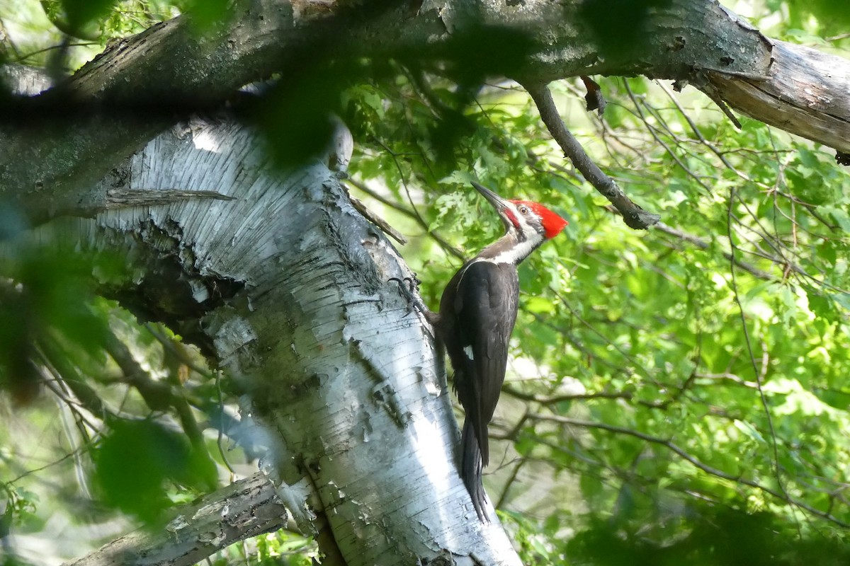 Pileated Woodpecker - ML348027511