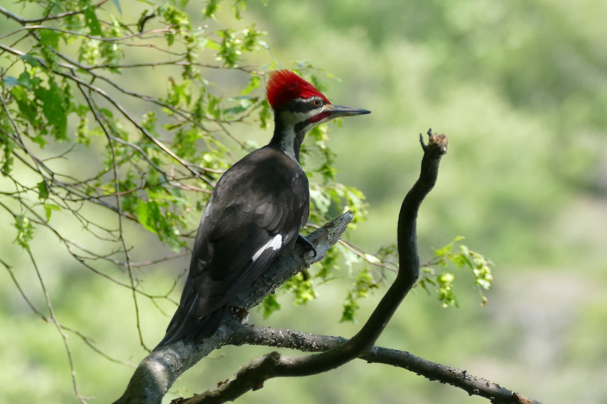 Pileated Woodpecker - ML348027561