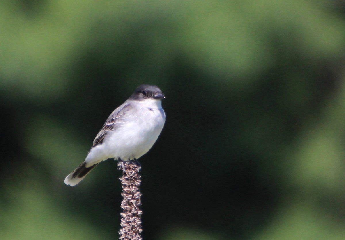 Eastern Kingbird - ML348028551