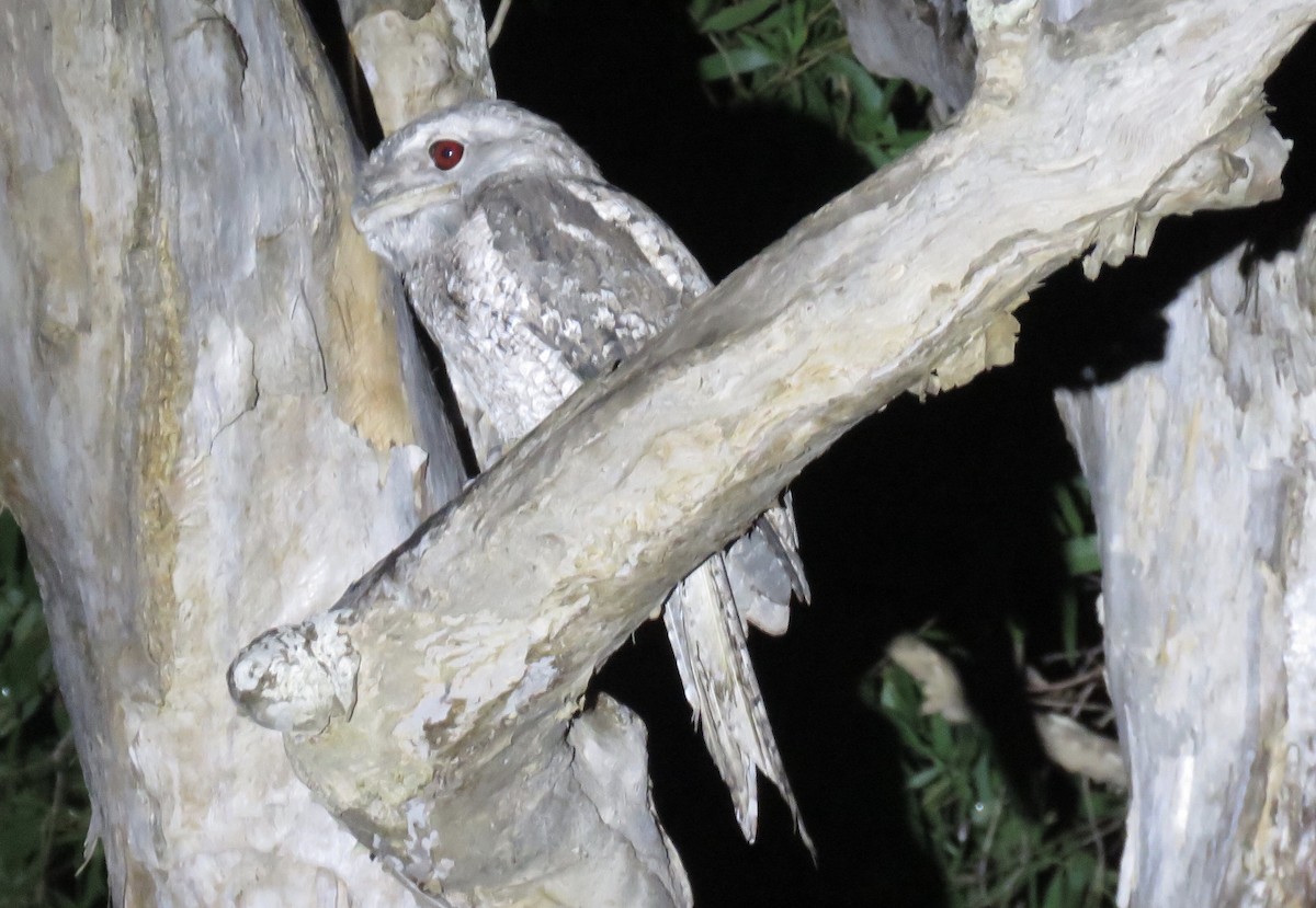 Papuan Frogmouth - ML348033091