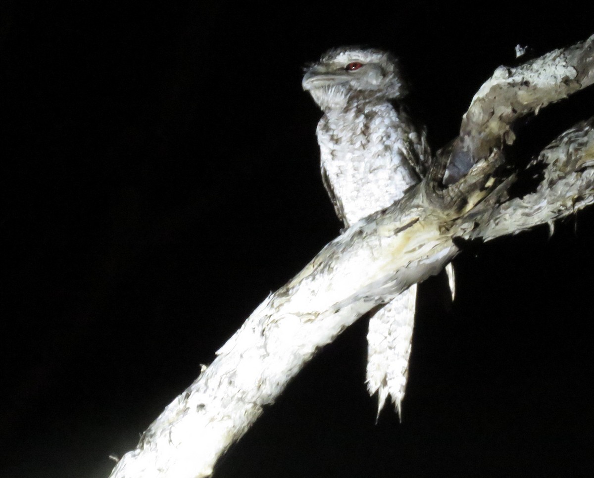 Papuan Frogmouth - ML348033101