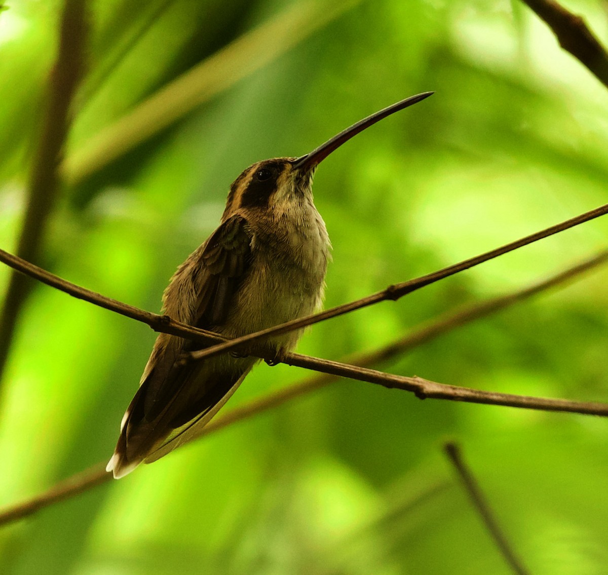 Pale-bellied Hermit - ML348034721