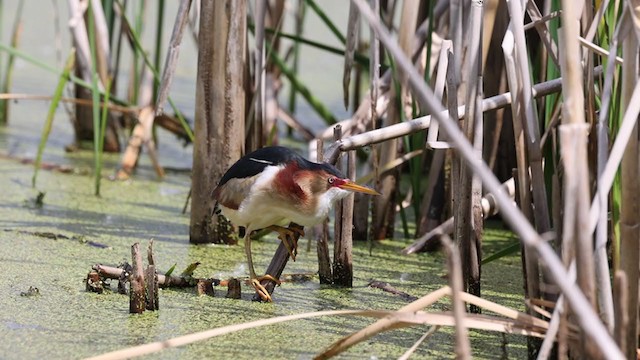 Least Bittern - ML348034921