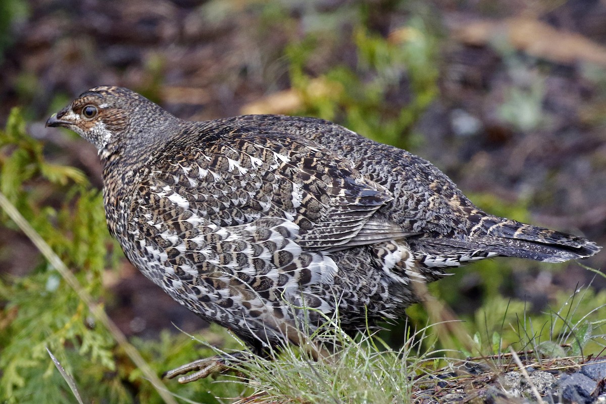 Sooty Grouse - David McQuade