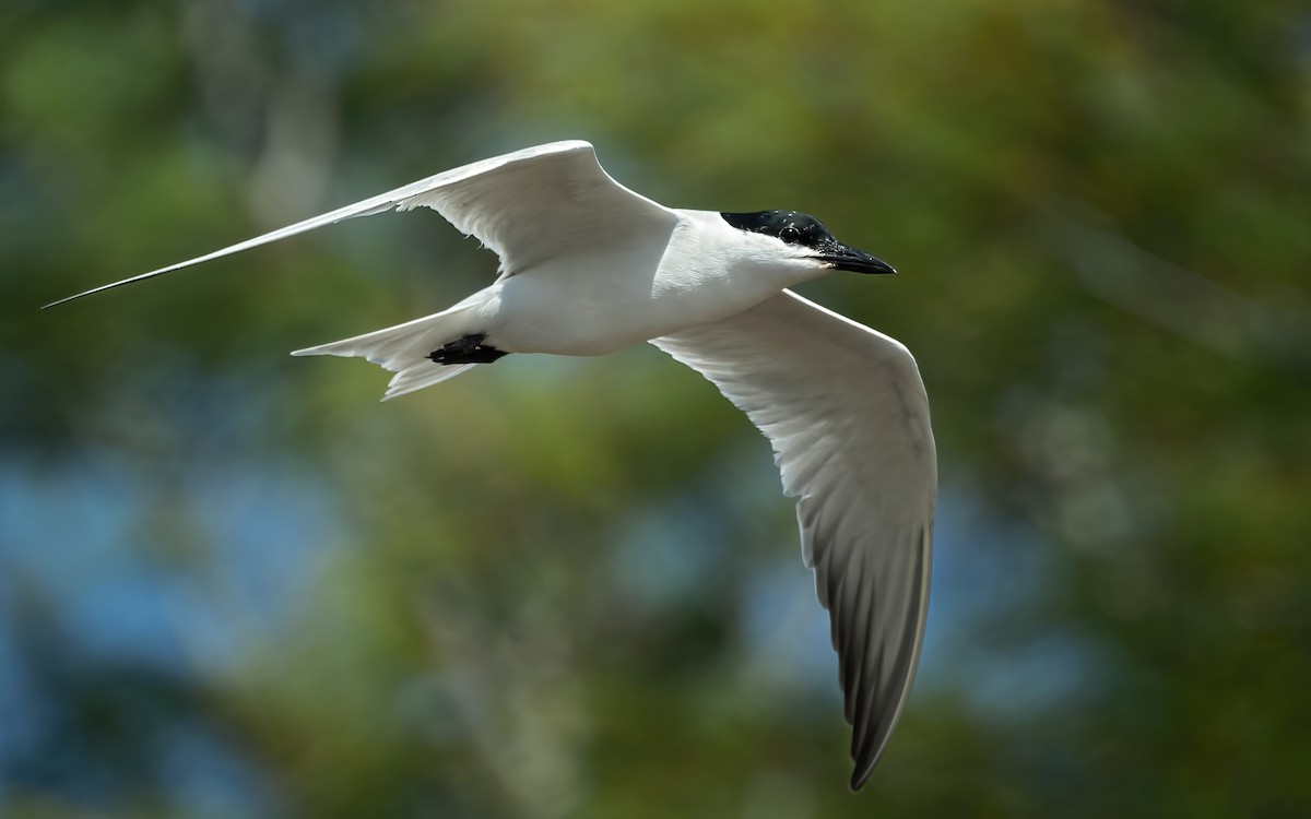 Gull-billed Tern - Tim White