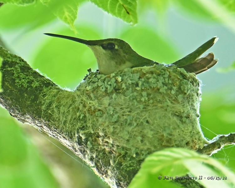 Ruby-throated Hummingbird - Ken Saunders
