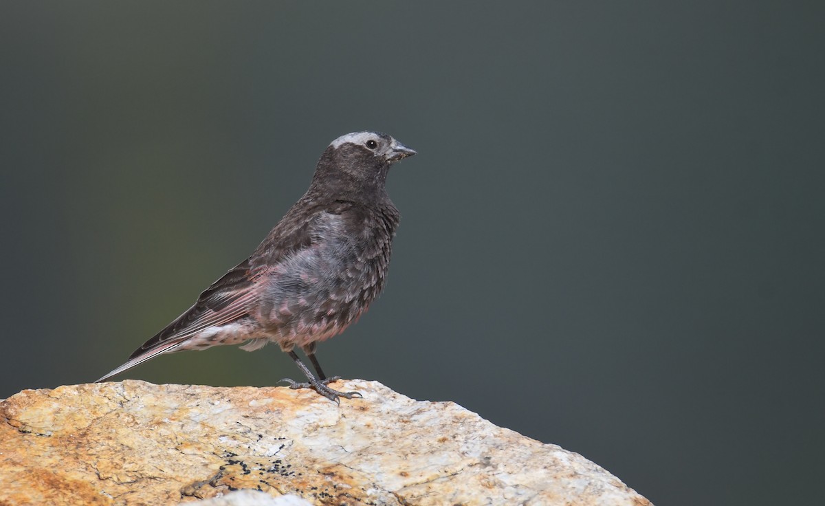 Black Rosy-Finch - ML348038441