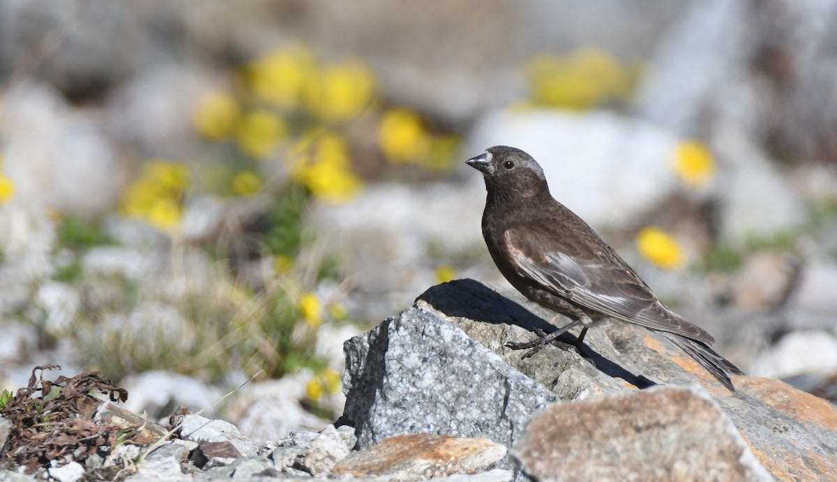 Black Rosy-Finch - ML348038451