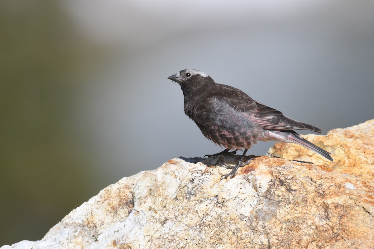 Black Rosy-Finch - ML348038621