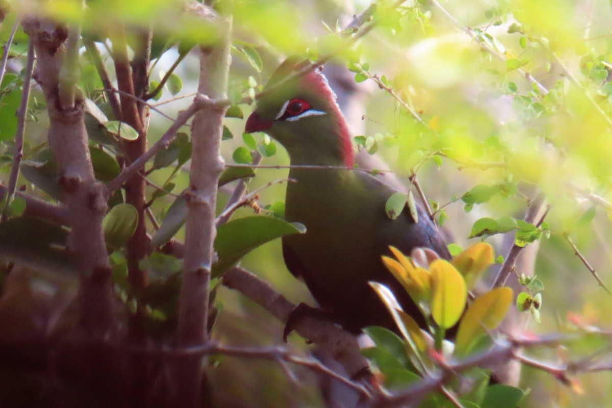 Fischer's Turaco - Audrey Whitlock