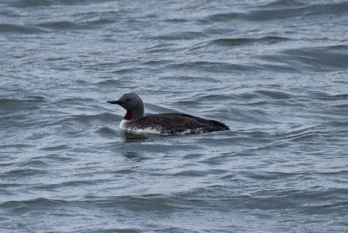 Red-throated Loon - ML348039061