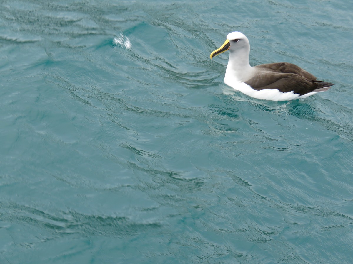 Buller's Albatross - ML348040321