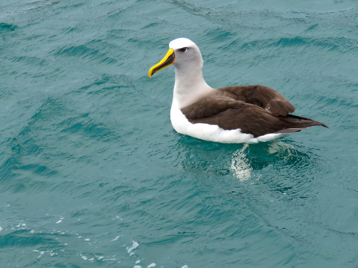 albatros Bullerův - ML348040331