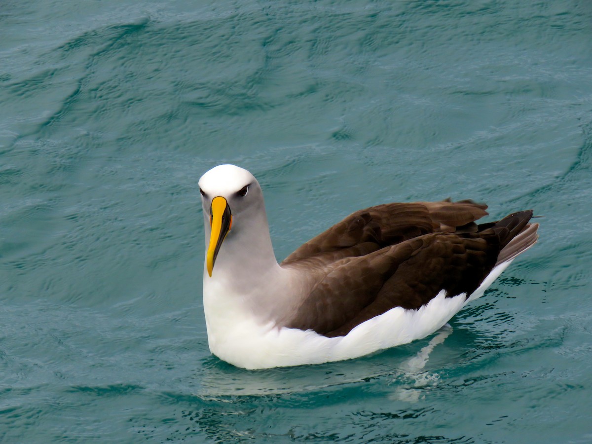 Buller's Albatross - ML348040421