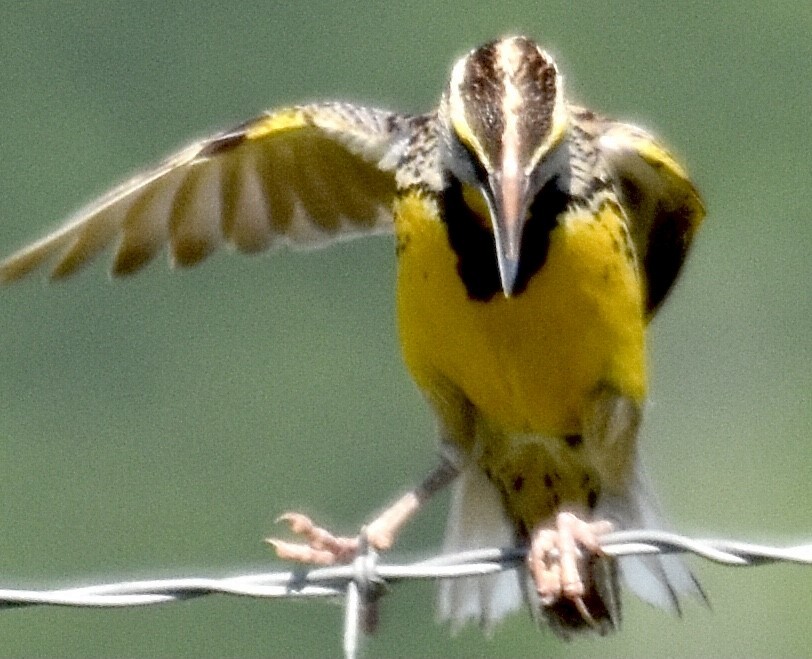 Eastern Meadowlark - Jason C. Martin