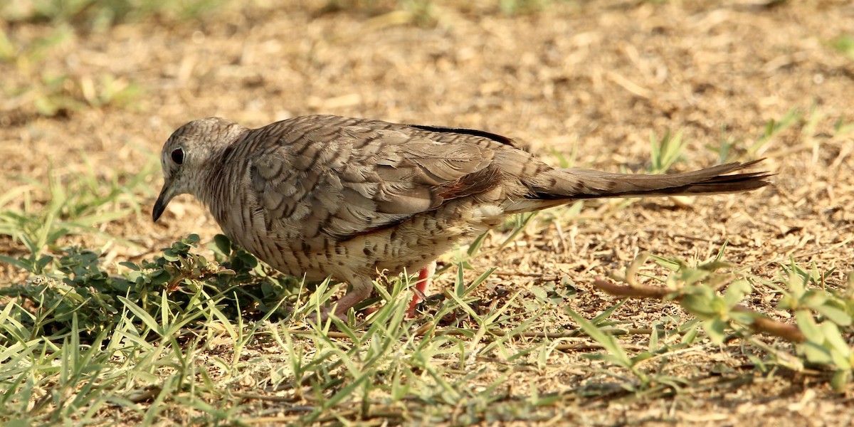 Inca Dove - ML348047241