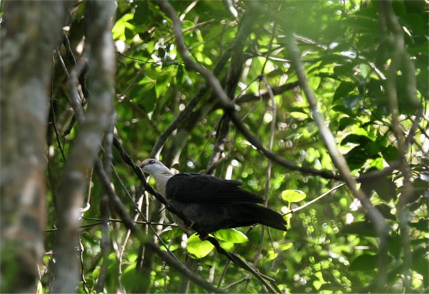 Pigeon leucomèle - ML34805241