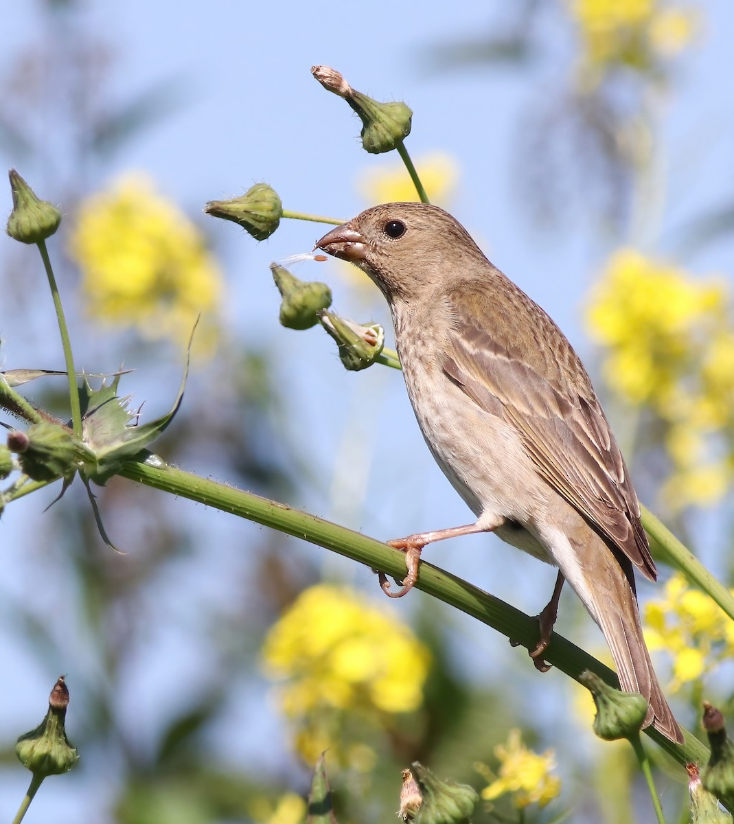 Common Rosefinch - ML348052451