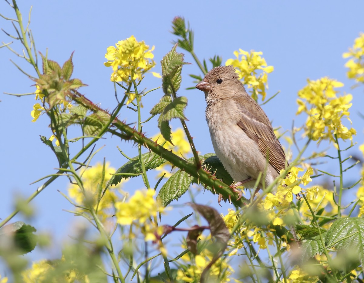 Common Rosefinch - ML348052961
