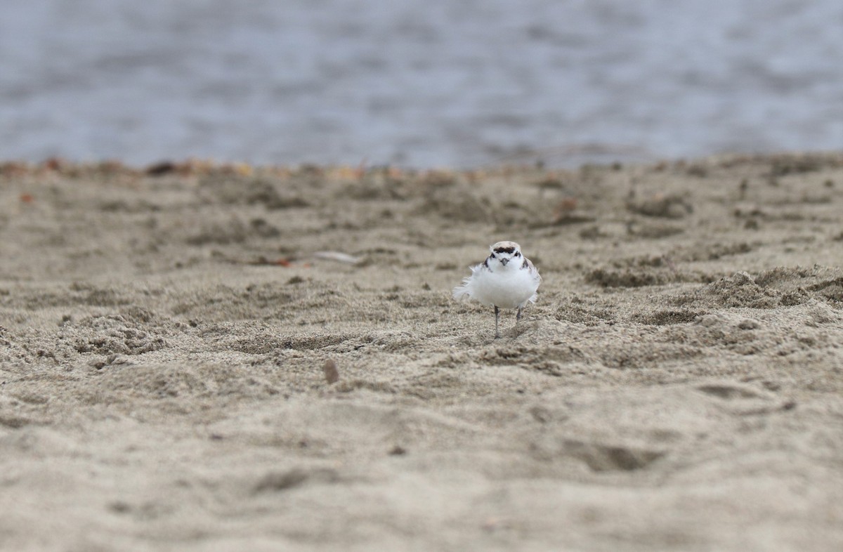 Snowy Plover - ML348054051