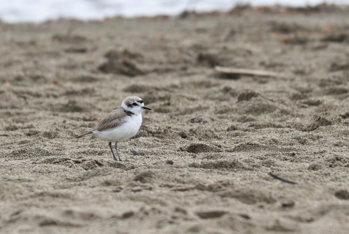 Snowy Plover - Siobhan Darlington