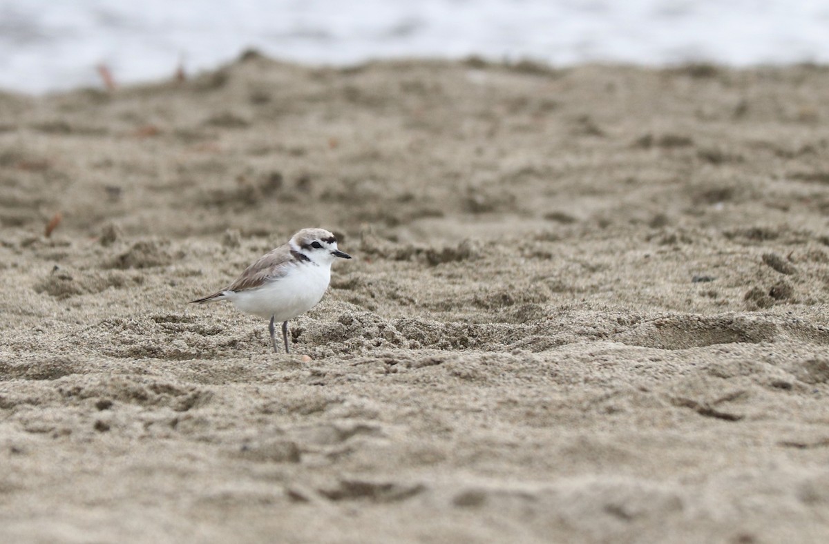 Snowy Plover - Siobhan Darlington