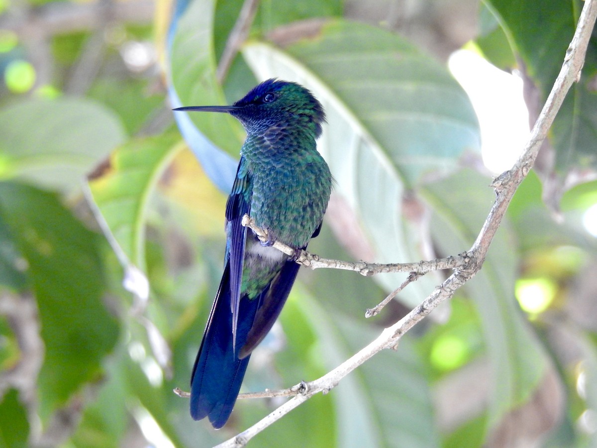 Violet-capped Woodnymph - ML348055871