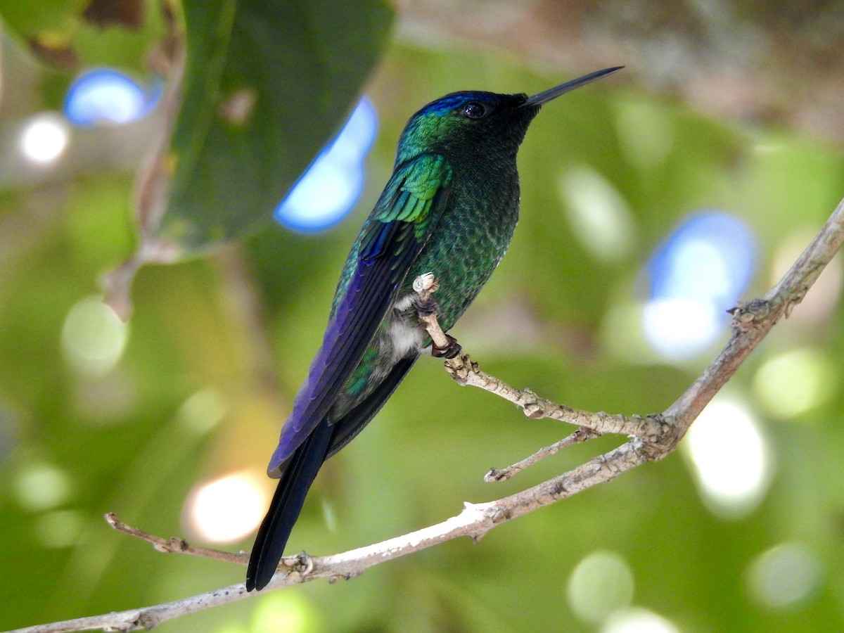 kolibřík fialovotemenný - ML348055891