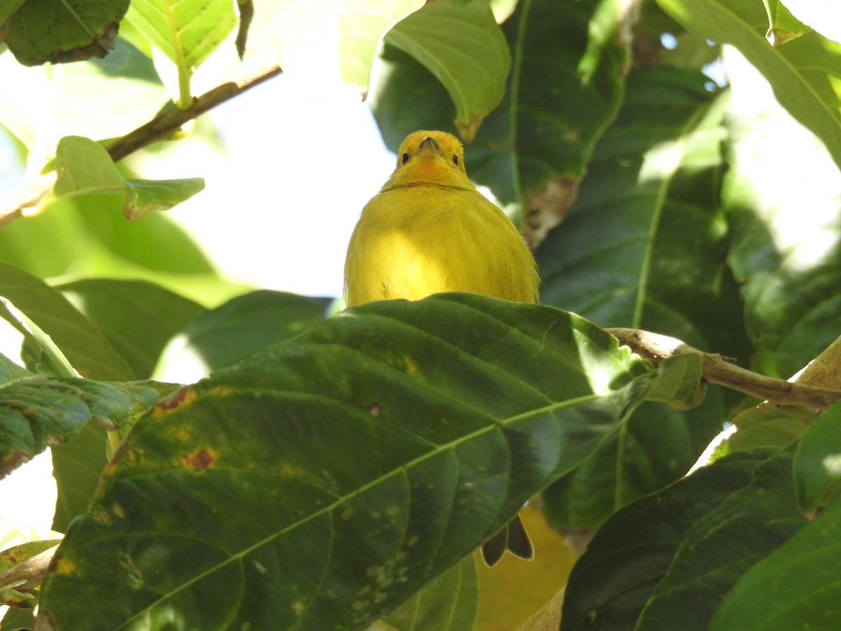 Saffron Finch - ML348056141