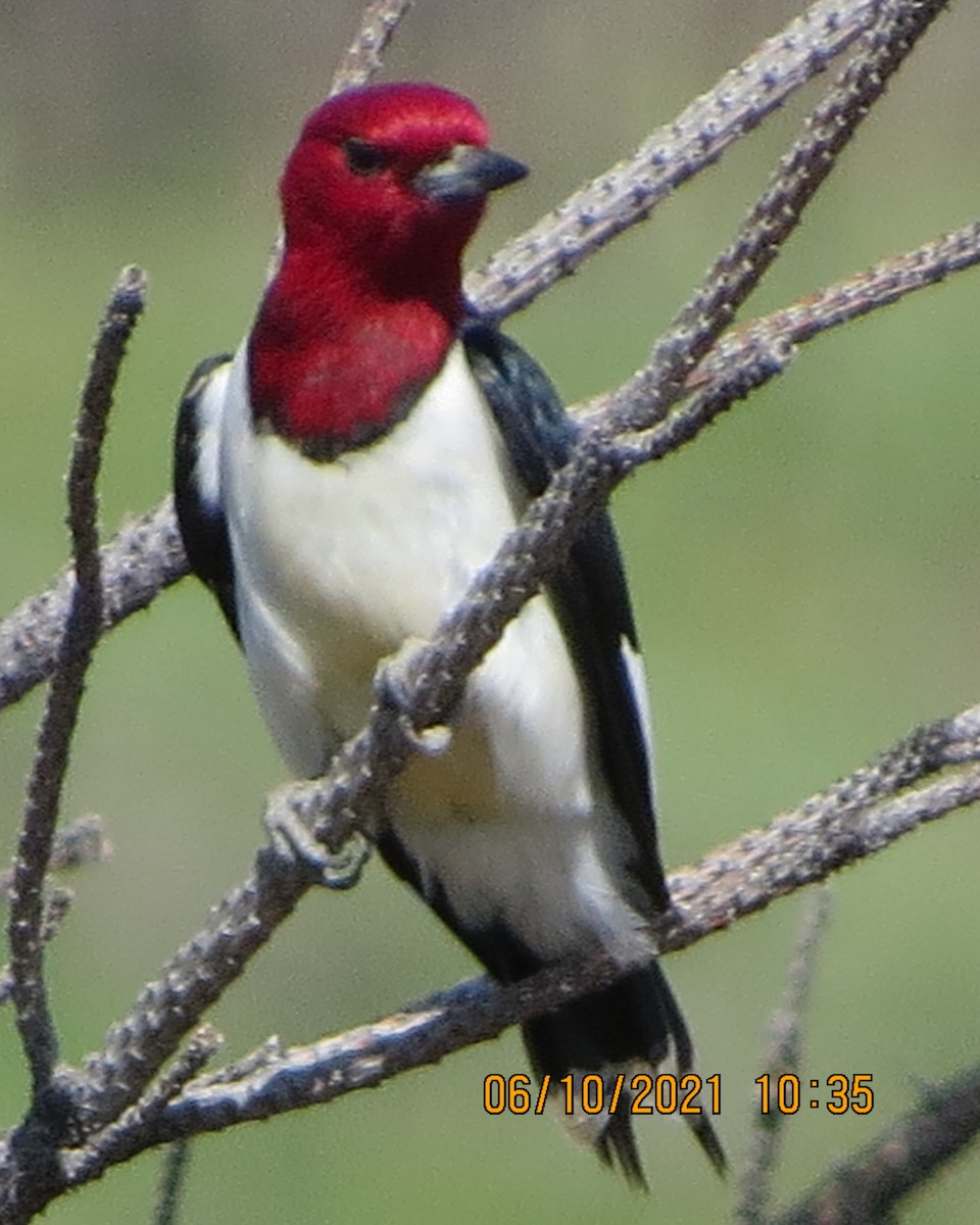 Red-headed Woodpecker - ML348058101