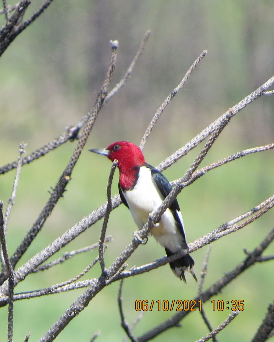 Red-headed Woodpecker - ML348058151