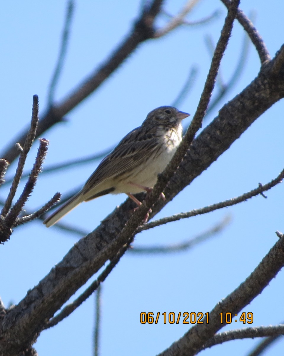 Vesper Sparrow - ML348058201