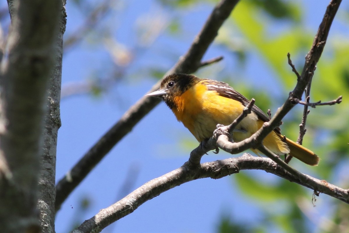 Baltimore Oriole - ML348059131